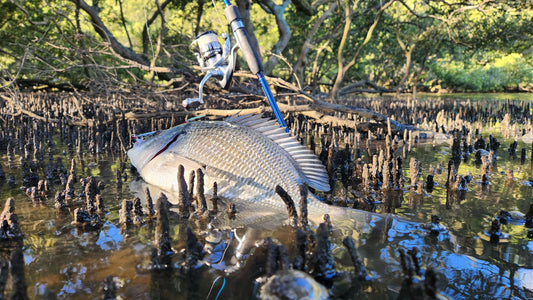 Shimano Stradic 2500 and high end Yamaga Blanks 8ft rod, the perfect combo for a day of fishing