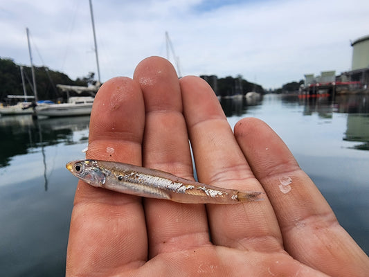 Why Metal Jigs Catch Fish