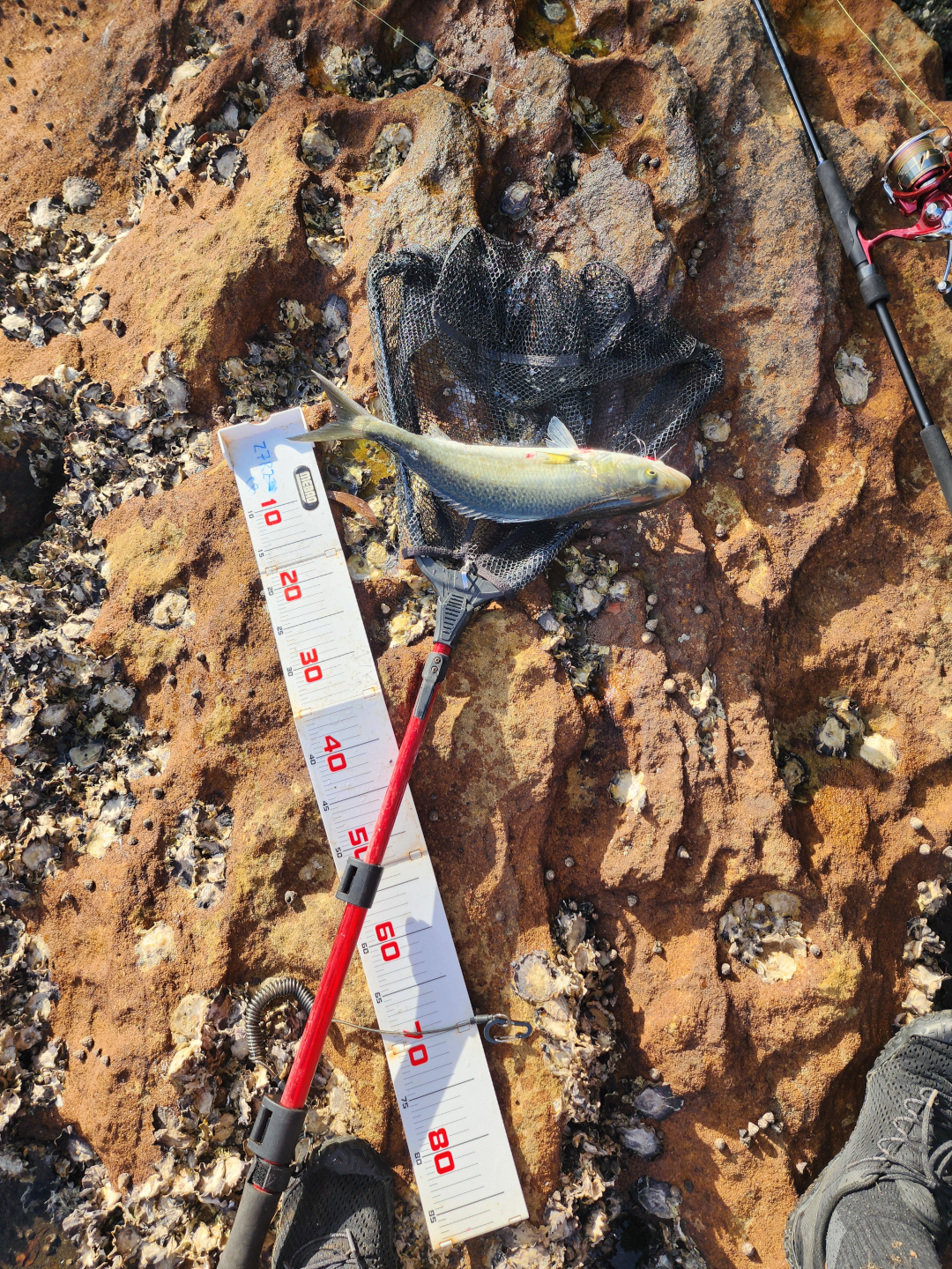 Compact Folding Fishing Net